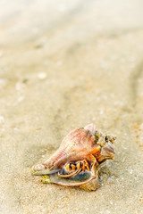 Hermit Crab in a screw shell, beach abstract backgroundHermit Crab in a screw shell on wet sand of a tropical sea beach, selective focus