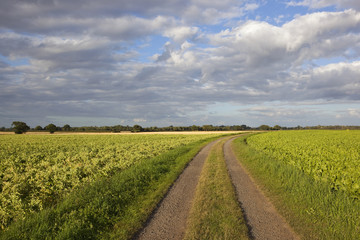 potato crop and sugar beet
