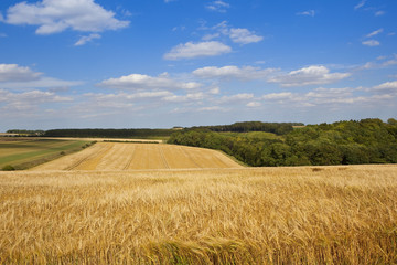 Fototapeta na wymiar yorkshire barley fields