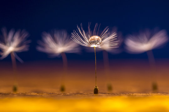 Wassertropfen auf den Flugschirmen einer Pusteblume