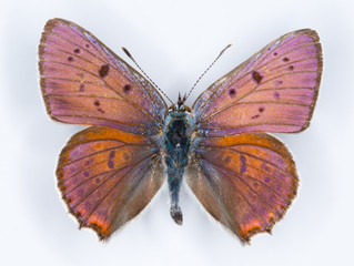 Purple-shot copper Lycaena alciphron butterfly on white