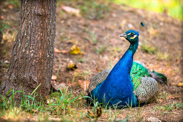 Fototapeta premium Beautiful peacock in the forest