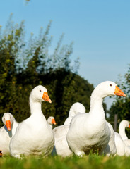 Gänse im grünen Gras genießen die Sonne