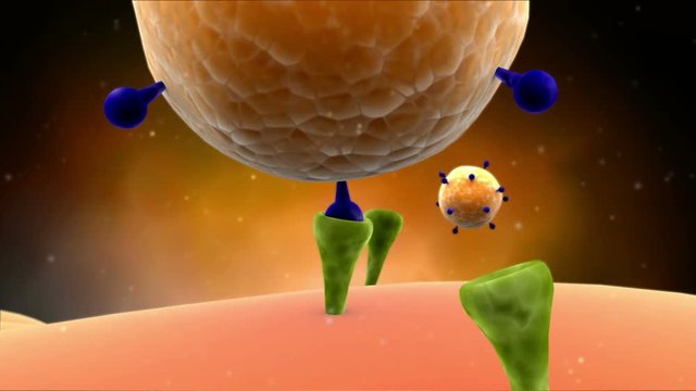 Virus attaches to host cell membrane receptors and enters the cell by endocytosis.