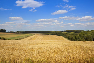 Fototapeta na wymiar summer agricultural landscape