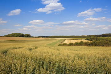 Obraz premium yorkshire oat fields