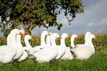 Gänseherde vor einem alten Apfelbaum