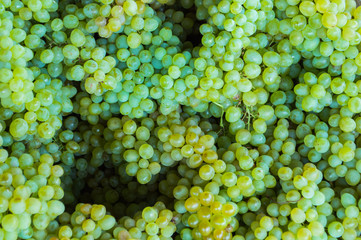 Fototapety  Młode zielone winogrona
