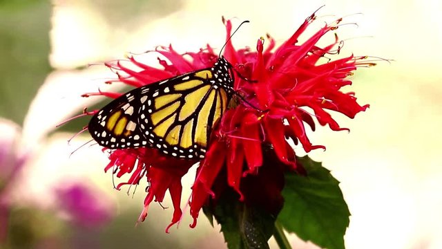 Monarch butterfly Danaus plexippus common tiger feeding on flower