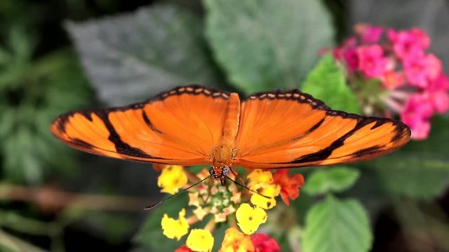 Julia butterfly Dryas iulia  brush-footed  butterflies feeding on flower