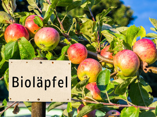 Schild Bioäpfel