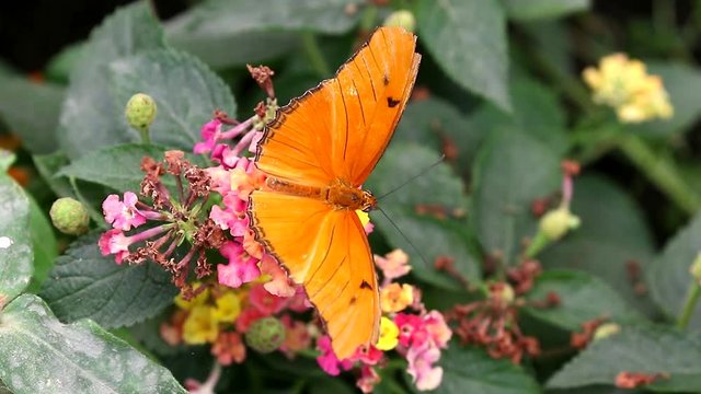 Julia butterfly Dryas iulia  brush-footed  butterflies feeding on flower