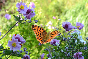 Blumen 725 © K.-U. Häßler