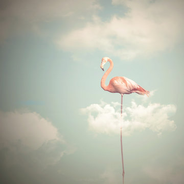 Fototapeta Flamingo with long legs on a cloudy sky background