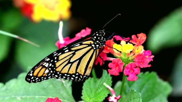 Monarch butterfly Danaus plexippus common tiger feeding on flower