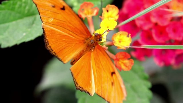 Julia butterfly Dryas iulia  brush-footed  butterflies feeding on flower