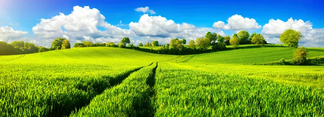 Foto auf Leinwand Ländliche Idylle, Panorama mit weiten grünen Wiesen und blauem Himmel © Smileus