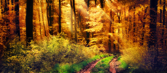 Schöner Wald im Herbst, Lichtstrahlen fallen auf einen Waldweg