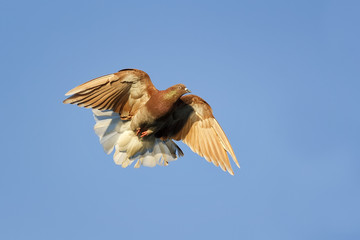  bird red dove fluffed its wings and tail up in the blue sky