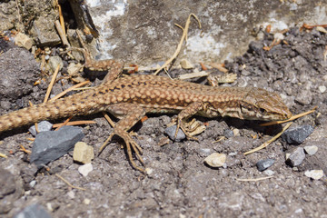 Mountain lizard