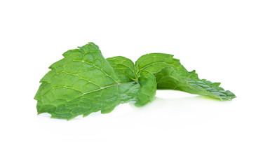 mint leaves isolated on white background