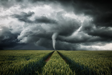 Tornado wütet über eine Landschaft - Unwetter über Getreidefeld - obrazy, fototapety, plakaty