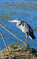 Airone cenerino - Ardea cinerea