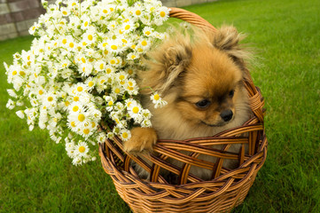 dog in basket of flowers