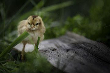 baby chicken standing in the palm