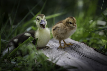 baby duck and chicken in a natural landscape