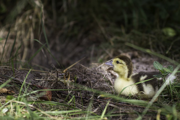 baby duck in a natural landscape