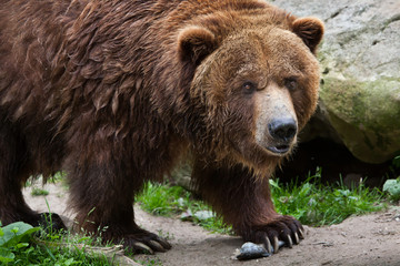 Obraz na płótnie Canvas Mainland grizzly (Ursus arctos horribilis).