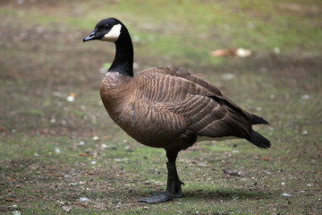 Canada goose (Branta canadensis).