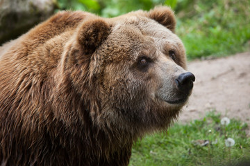 Mainland grizzly (Ursus arctos horribilis).