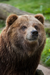 Fototapeta na wymiar Mainland grizzly (Ursus arctos horribilis).