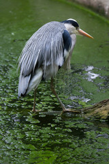 Grey heron (Ardea cinerea).