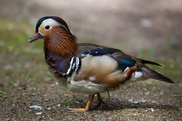 Mandarin duck (Aix galericulata).