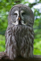 Great grey owl (Strix nebulosa).
