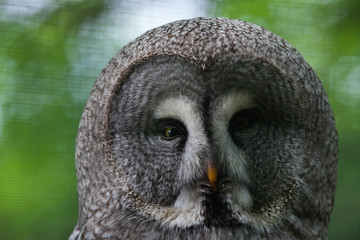 Great grey owl (Strix nebulosa).