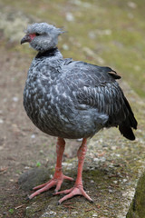 Southern screamer (Chauna torquata).