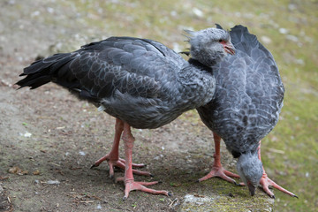 Southern screamer (Chauna torquata).