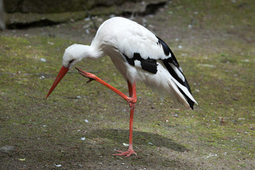 White stork (Ciconia ciconia).