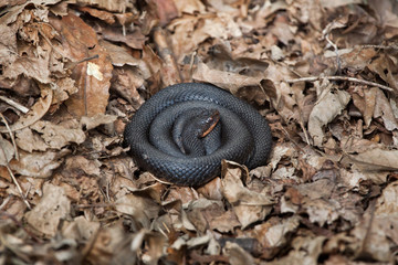 European viper (Vipera berus).