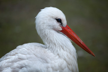 White stork (Ciconia ciconia).