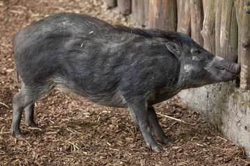 Visayan warty pig (Sus cebifrons).