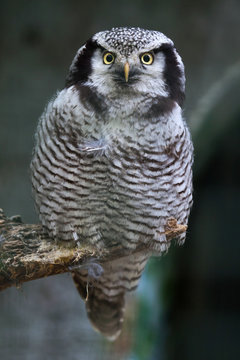 Northern hawk-owl (Surnia ulula).