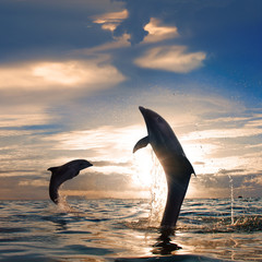 Orange sunset at the sea and two beautiful playful dolphins jumping up from water