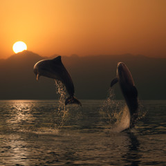 Orange sunset at the sea and two beautiful playful dolphins jumping up from water