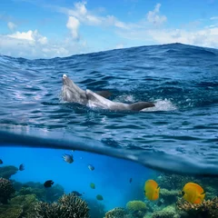 Poster de jardin Dauphin Underwater photo splitted two parts Two happy playful dolphins swimming its back under cloudy blue sky and under them there is coral reef with yellow butterfly fish