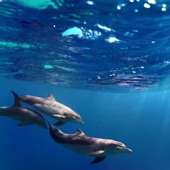 Keuken spatwand met foto drie dolfijnen die onder water zwemmen © willyam